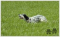 Setter Anglais BELLA DU VAL CLAIR Setter Anglais BELLA DU VAL CLAIR